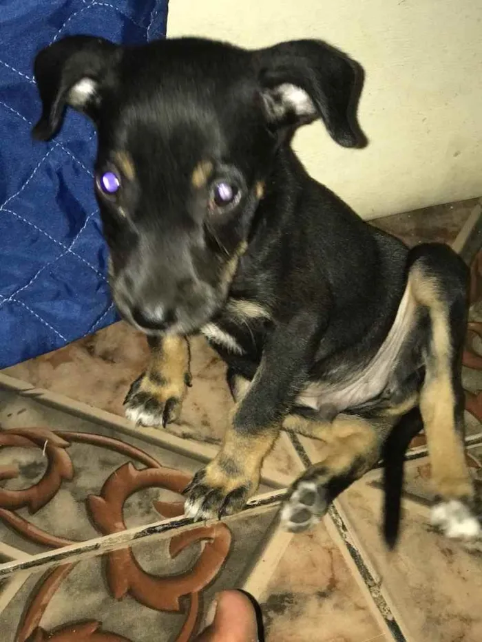 Cachorro raça Vira lata  idade 2 a 6 meses nome Bell