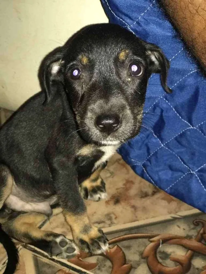 Cachorro raça Vira lata  idade 2 a 6 meses nome Bell