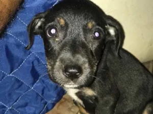 Cachorro raça Vira lata  idade 2 a 6 meses nome Bell