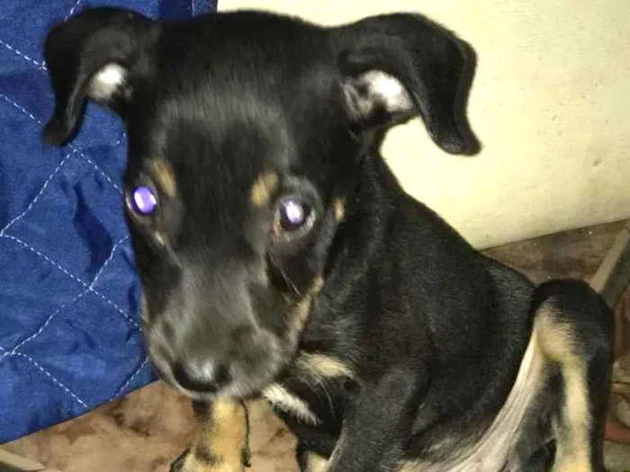 Cachorro raça Vira lata  idade 2 a 6 meses nome Bell