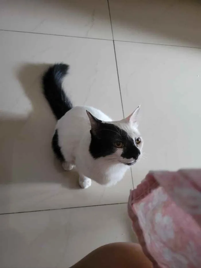 Gato ra a Sem raça definida idade 7 a 11 meses nome Lupin