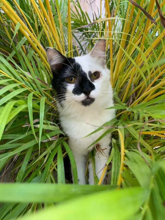 Gato ra a Sem raça definida idade 7 a 11 meses nome Lupin