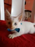 Floquinho