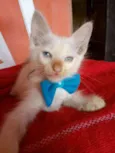 Floquinho