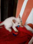 Floquinho