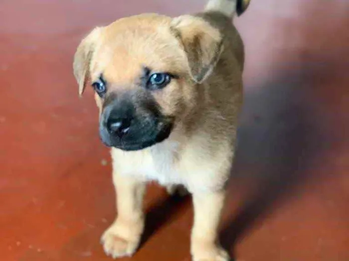 Cachorro ra a Mistura de pastor com raça ind idade 2 a 6 meses nome Não definido