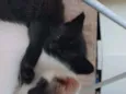 salem