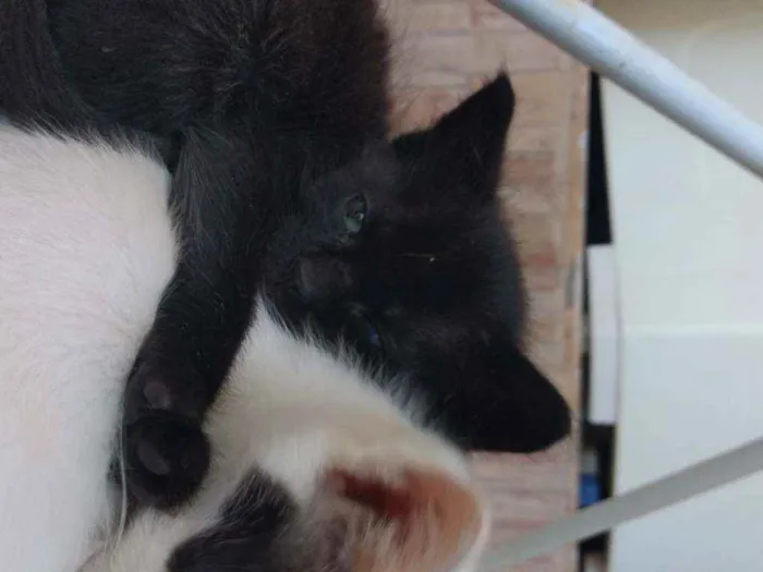 Gato raça  idade 2 a 6 meses nome salem
