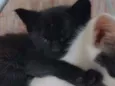 salem