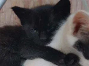 Gato raça  idade 2 a 6 meses nome salem