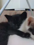 salem