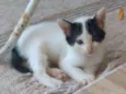 Oreo