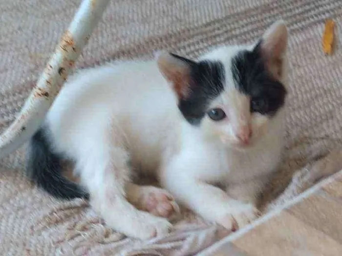 Gato raça indefinida idade 2 a 6 meses nome Oreo