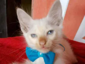 Gato raça Diferente peludo idade Abaixo de 2 meses nome Floquinho