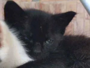Gato raça indefinida idade 2 a 6 meses nome salem