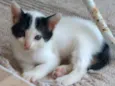 Oreo
