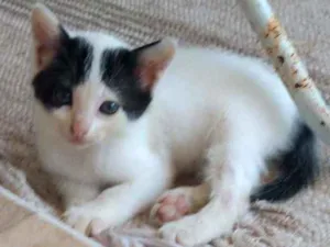 Gato raça indefinida idade 2 a 6 meses nome Oreo