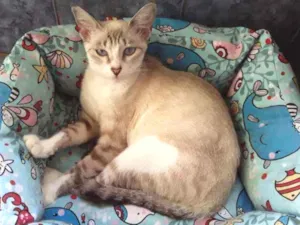 Gato raça Srd idade 1 ano nome Juliana