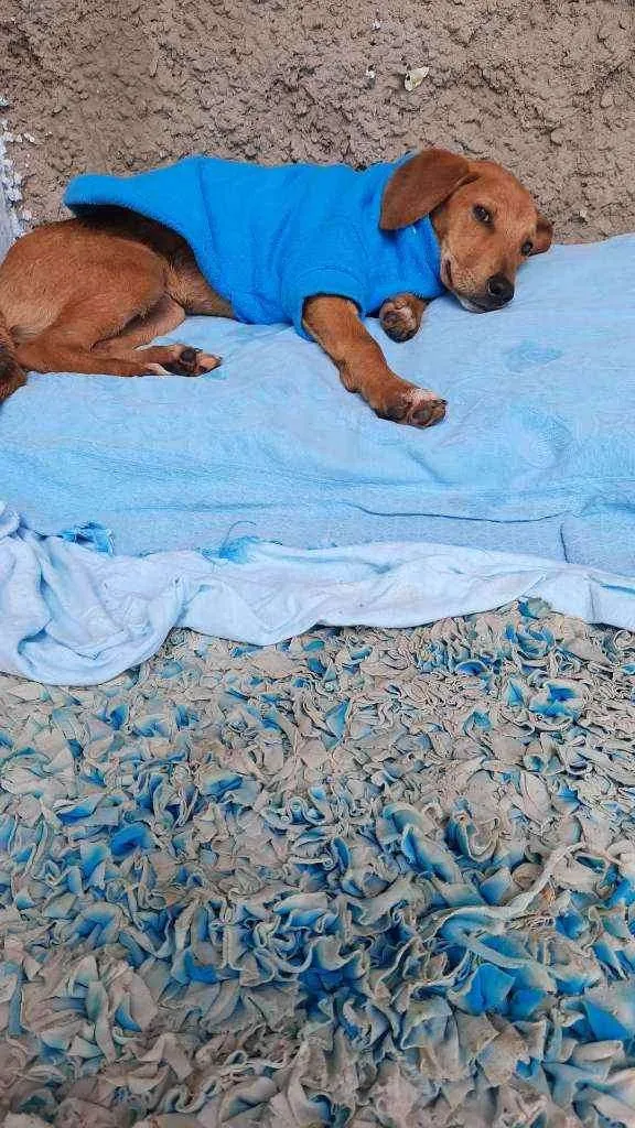 Cachorro raça Sd  idade 2 a 6 meses nome Ze 