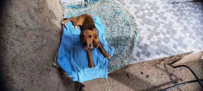 Cachorro raça Sd  idade 2 a 6 meses nome Ze 