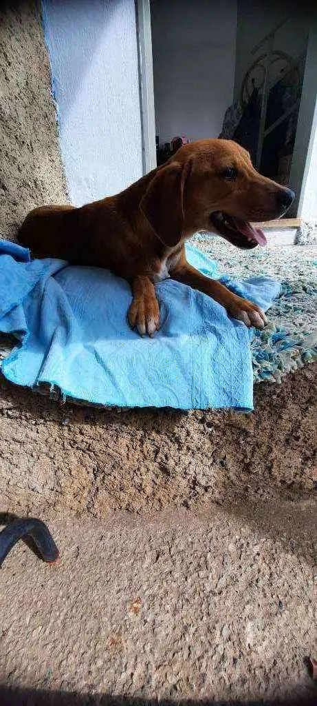 Cachorro raça Sd  idade 2 a 6 meses nome Ze 