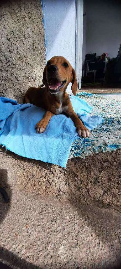 Cachorro raça Sd  idade 2 a 6 meses nome Ze 