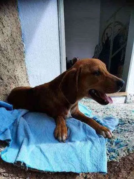 Cachorro raça Sd  idade 2 a 6 meses nome Ze 