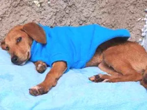 Cachorro raça Sd  idade 2 a 6 meses nome Ze 
