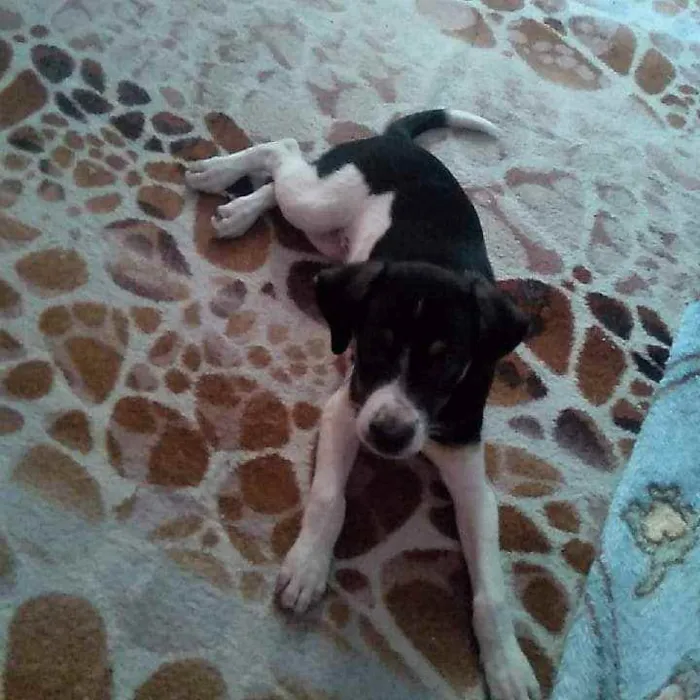 Cachorro ra a SRD idade 2 a 6 meses nome Luna