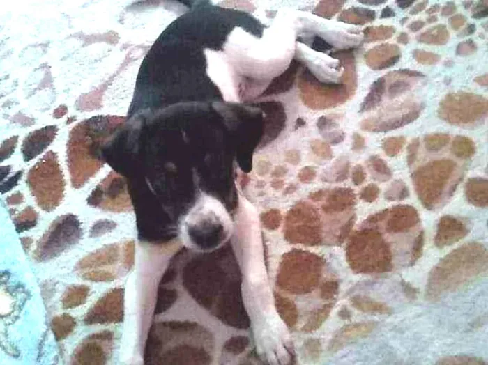 Cachorro ra a SRD idade 2 a 6 meses nome Luna