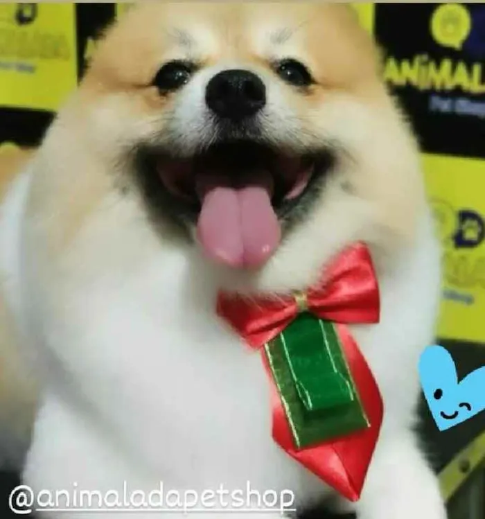 Cachorro raça Spitz Alemão idade 4 anos nome Inhame