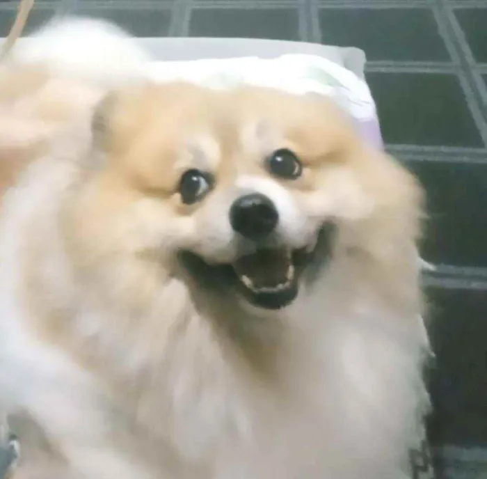 Cachorro raça Spitz Alemão idade 4 anos nome Inhame