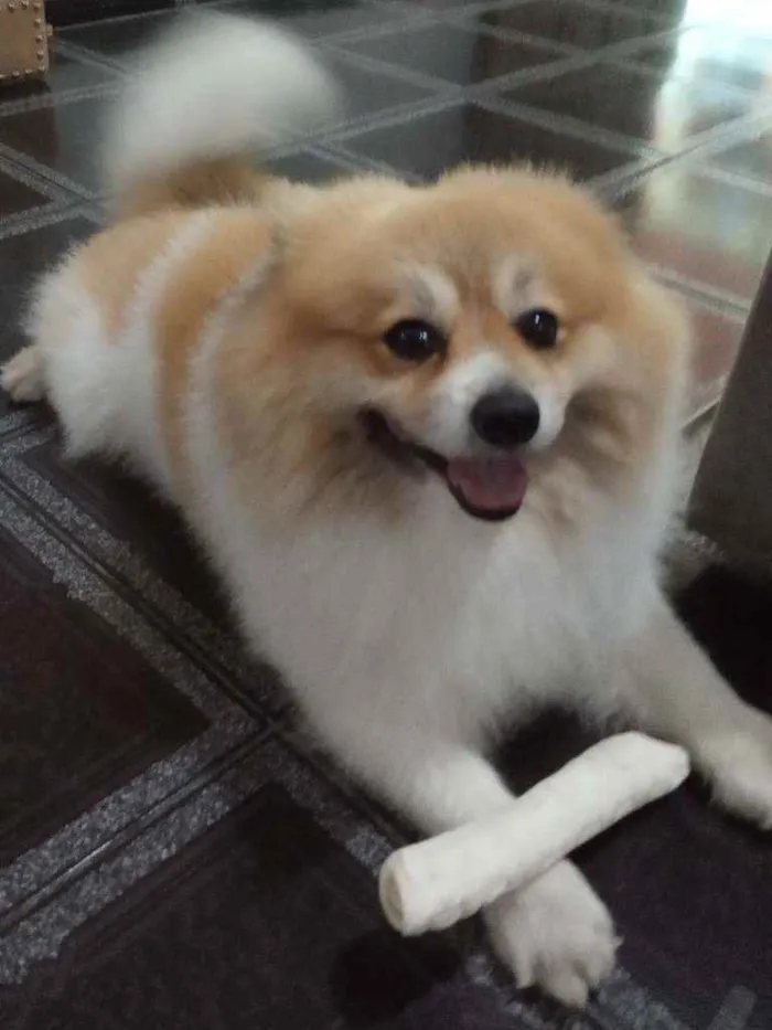 Cachorro raça Spitz Alemão idade 4 anos nome Inhame