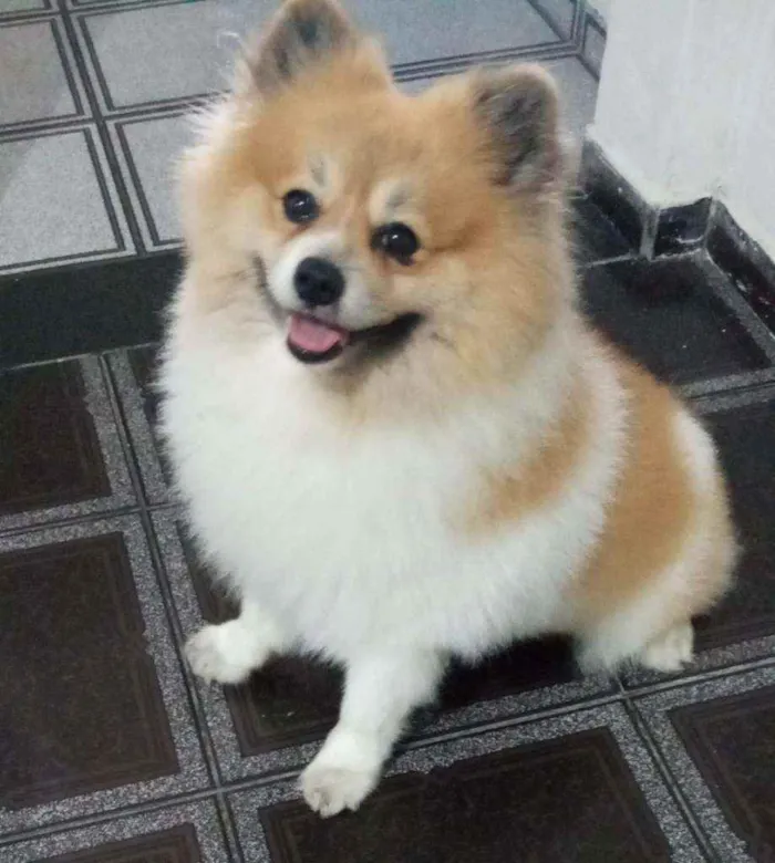 Cachorro raça Spitz Alemão idade 4 anos nome Inhame