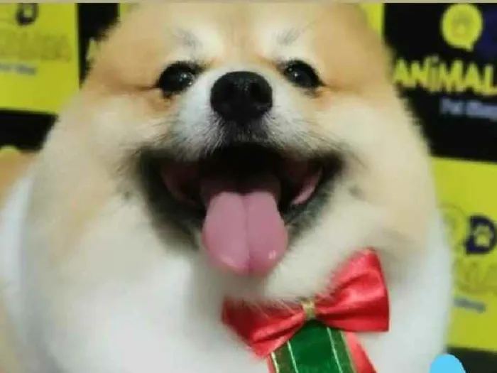 Cachorro raça Spitz Alemão idade 4 anos nome Inhame