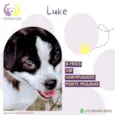 Cachorro raça Srd idade 2 a 6 meses nome Luke