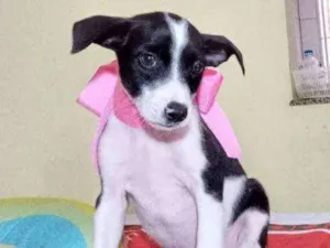 Cachorro raça Srd idade Abaixo de 2 meses nome Bela Adormecida 