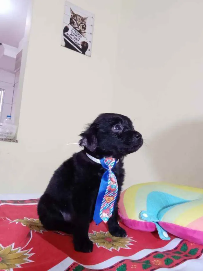 Cachorro raça Srd idade Abaixo de 2 meses nome Dengoso 