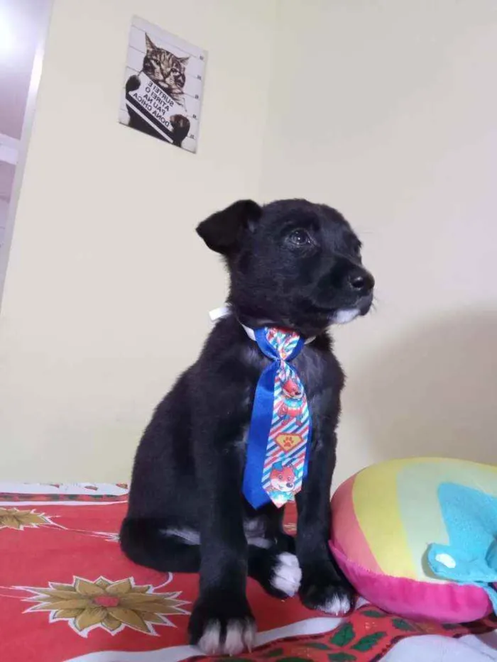 Cachorro raça Srd idade Abaixo de 2 meses nome Soneca