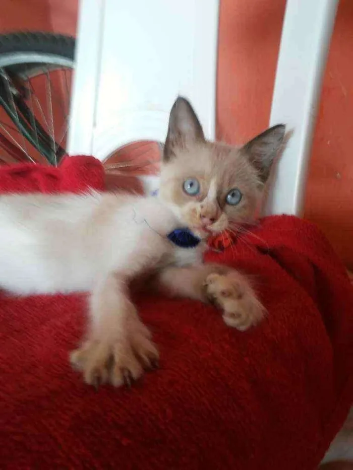 Gato ra a Siamesa peludinha idade 2 a 6 meses nome Fofinha