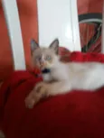 Fofinha