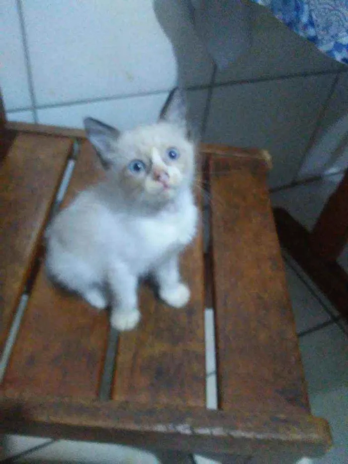 Gato ra a Siamesa peludinha idade 2 a 6 meses nome Fofinha