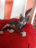 Tom