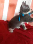 Tom