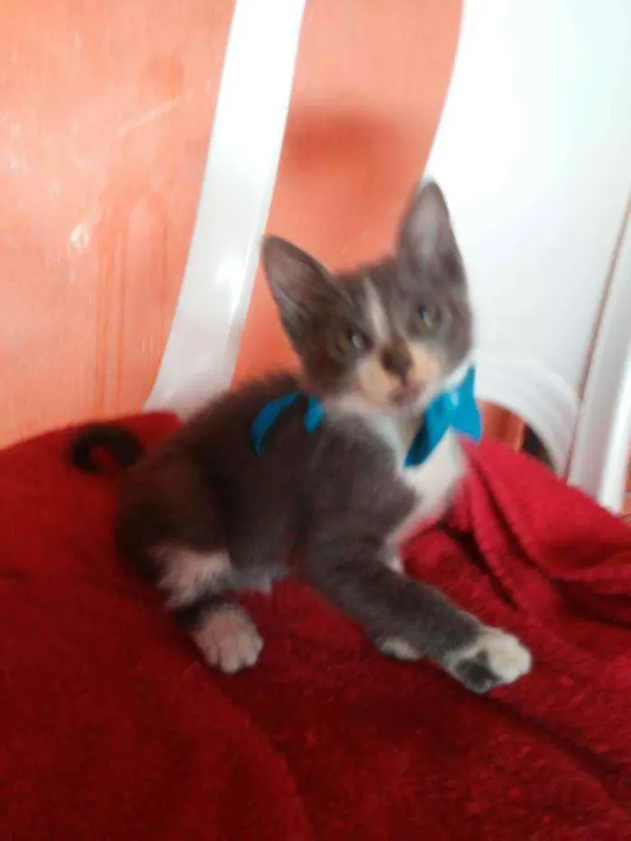 Gato ra a Comum idade 2 a 6 meses nome Tom