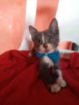 Tom