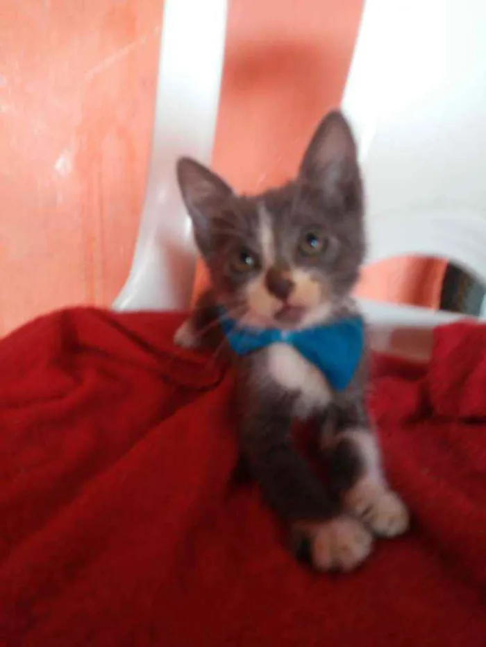 Gato ra a Comum idade 2 a 6 meses nome Tom