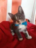 Tom