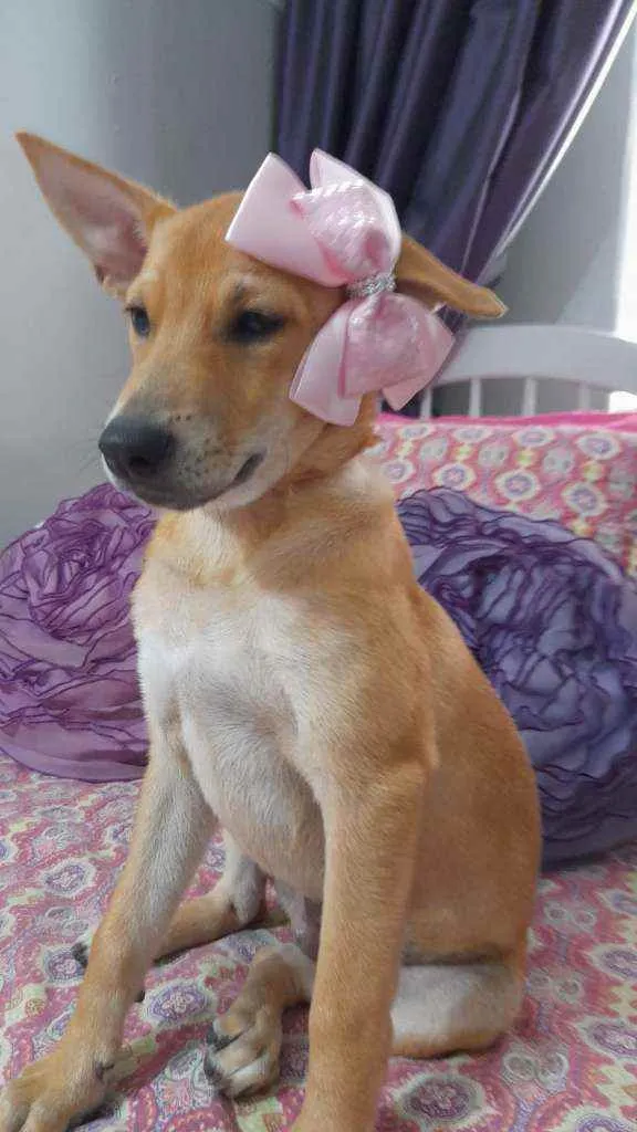 Cachorro ra a Srd  idade 2 a 6 meses nome Juliette