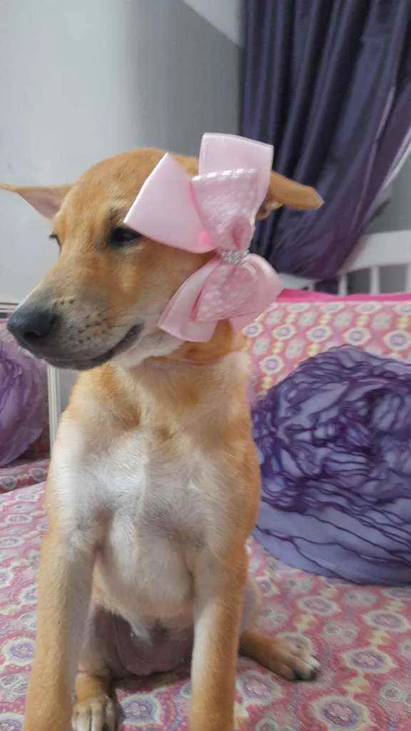 Cachorro ra a Srd  idade 2 a 6 meses nome Juliette
